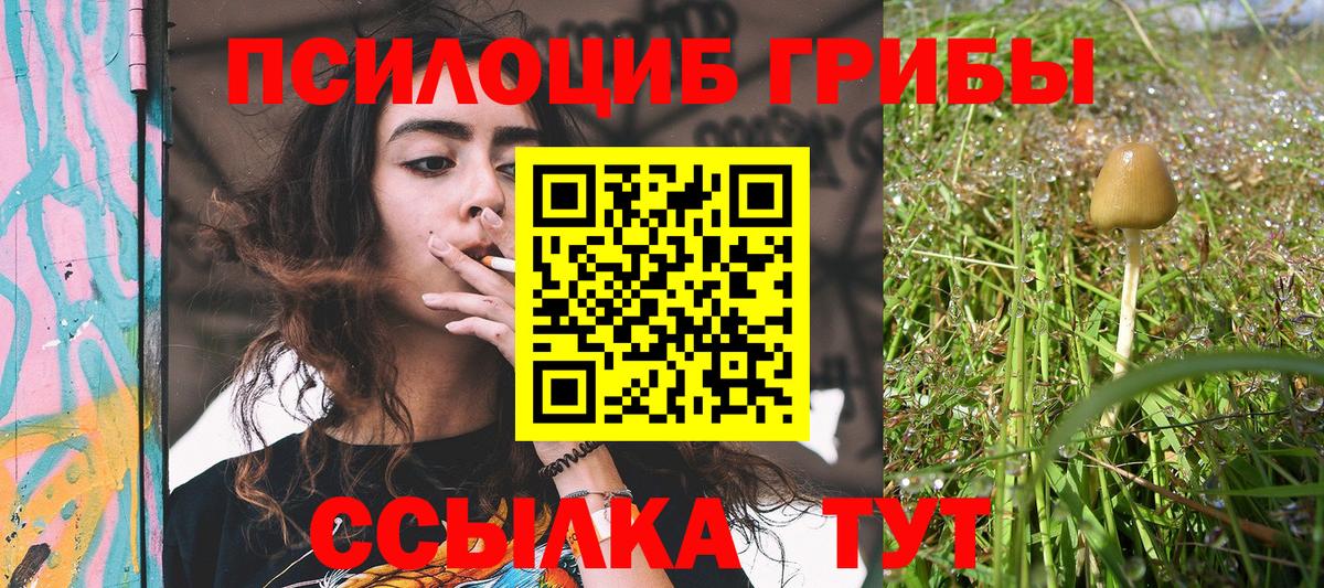 Галлюциногенные грибы Psilocybine cubensis Томск